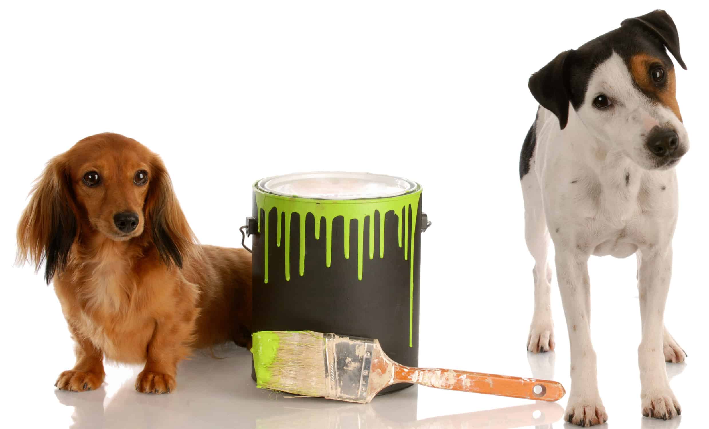 two dogs near a can of pet safe paint